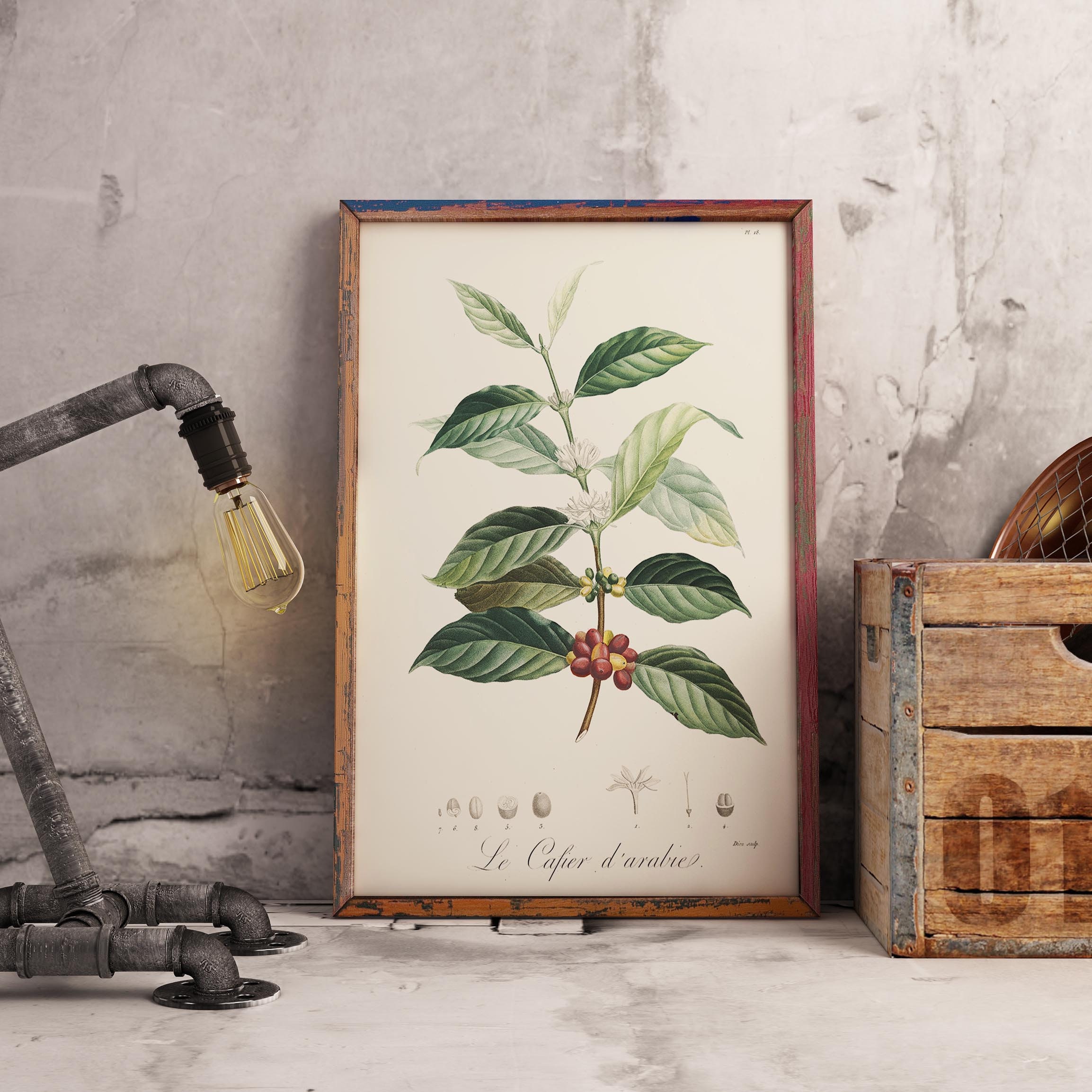 Vintage Coffee Poster - Coffea Arabica - original from old french botany book