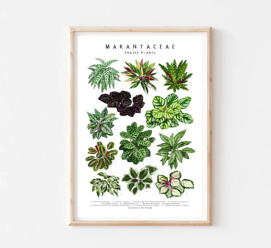 Marantaceae II Art Print Calathea Plant Poster