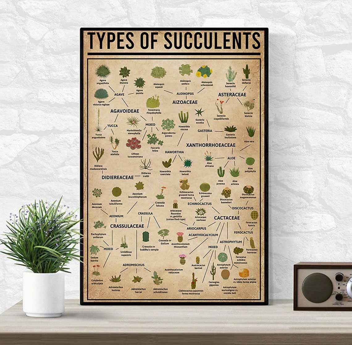 Types Of Succulents Poster
