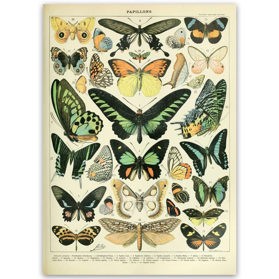 Papillons Poster, Types Of Butterfly, Poster Decor Poster
