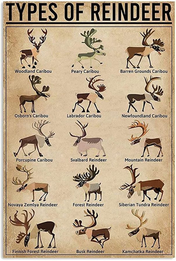 Types Of Reindeer, Reindeer Poster, Reindeer Decor Poster